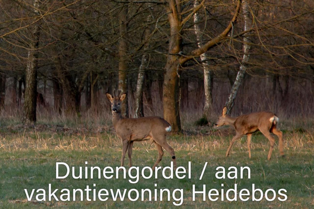 Vakantiewoning Heidebos In Het Nationaal Park Hoge Kempen Opglabbeek 外观 照片
