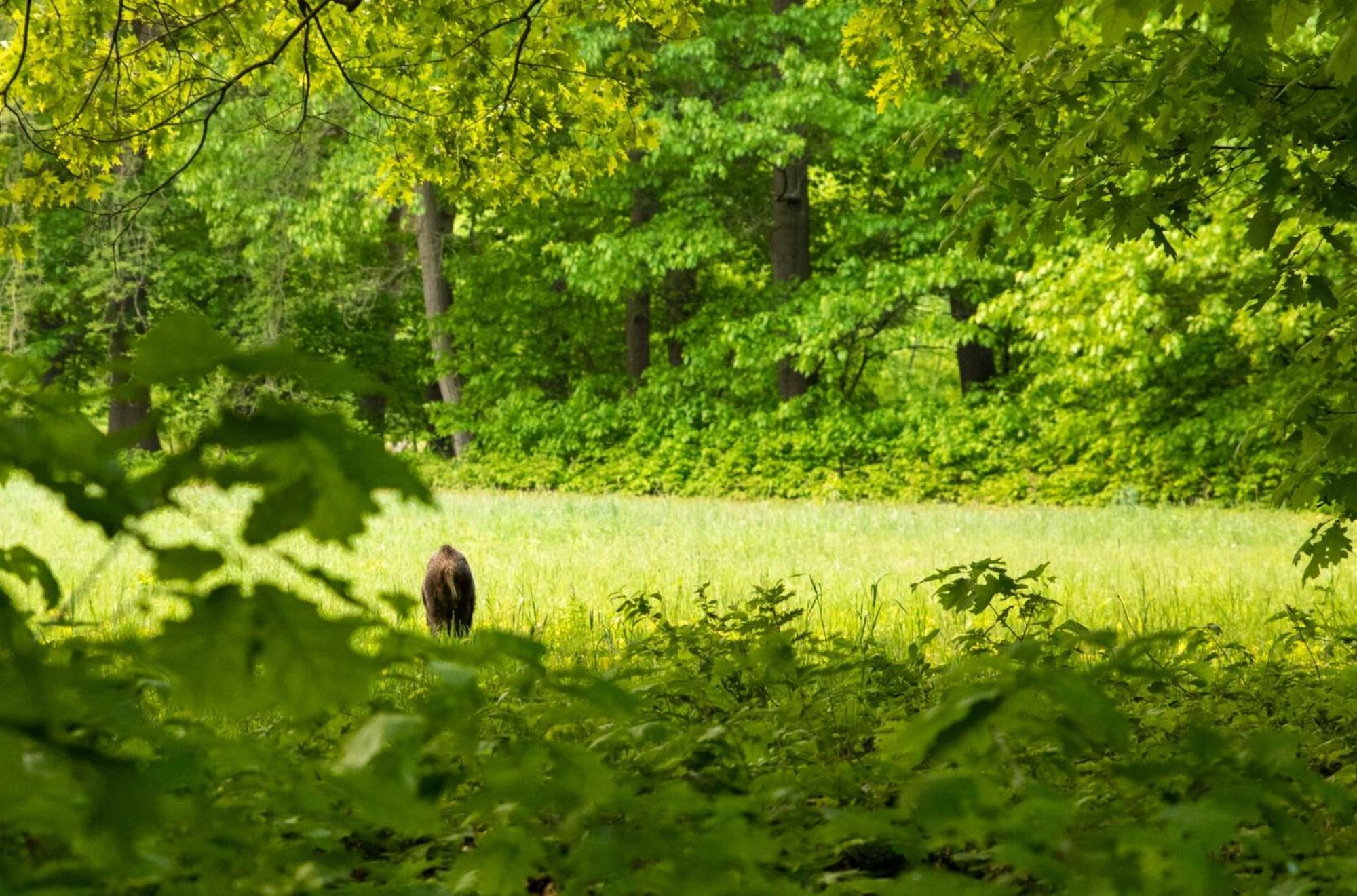 Vakantiewoning Heidebos In Het Nationaal Park Hoge Kempen Opglabbeek 外观 照片