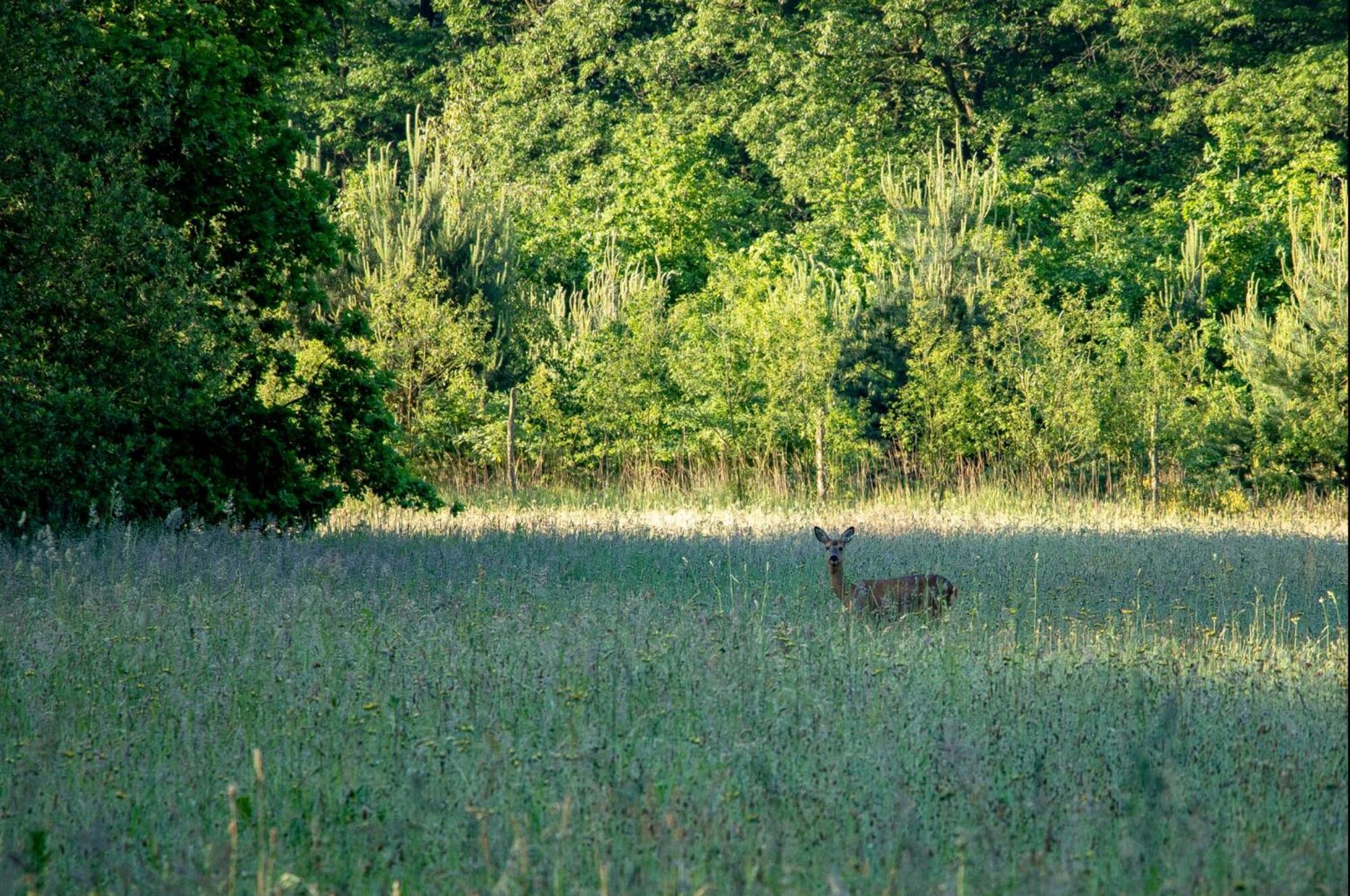 Vakantiewoning Heidebos In Het Nationaal Park Hoge Kempen Opglabbeek 外观 照片
